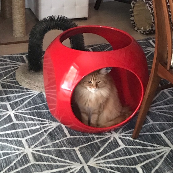 Meet your Posher, Cat - Picture 4 of 8